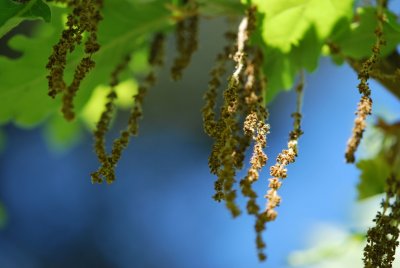 Quercus macranthera - dub velkokvětý - květenství